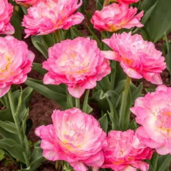 Tulip 'Double Sugar' -Cheap Ethereal Yard Store tulip double sugar 10 scaled