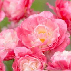 Tulip 'Double Sugar' -Cheap Ethereal Yard Store tulip double sugar 11 scaled