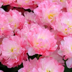 Tulip 'Double Sugar' -Cheap Ethereal Yard Store tulip double sugar 12 scaled