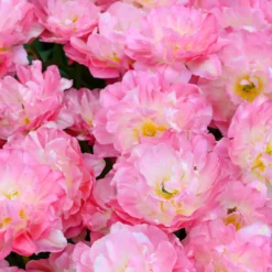 Tulip 'Double Sugar' -Cheap Ethereal Yard Store tulip double sugar 13 scaled