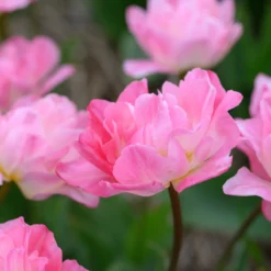 Tulip 'Double Sugar' -Cheap Ethereal Yard Store tulip double sugar 15 scaled