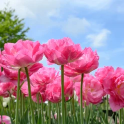 Tulip 'Double Sugar' -Cheap Ethereal Yard Store tulip double sugar 16 scaled