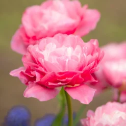 Tulip 'Double Sugar' -Cheap Ethereal Yard Store tulip double sugar 17 scaled