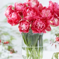 Tulip 'Double Sugar' -Cheap Ethereal Yard Store tulip double sugar 3