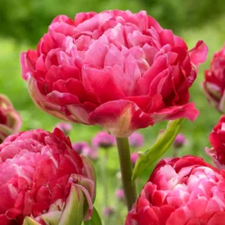 Tulip 'Double Sugar' -Cheap Ethereal Yard Store tulip double sugar 4