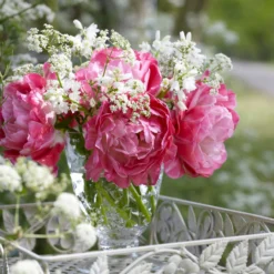 Tulip 'Double Sugar' -Cheap Ethereal Yard Store tulip double sugar 5