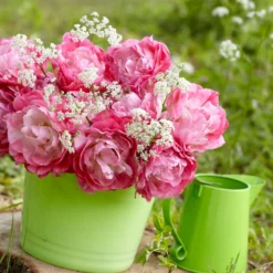 Tulip 'Double Sugar' -Cheap Ethereal Yard Store tulip double sugar 6