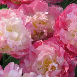 Tulip 'Double Sugar' -Cheap Ethereal Yard Store tulip double sugar 9