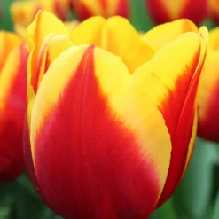 Tulip 'Dow Jones'