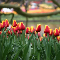 Tulip 'Dow Jones' -Cheap Ethereal Yard Store tulip dow jones 11