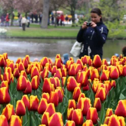 Tulip 'Dow Jones' -Cheap Ethereal Yard Store tulip dow jones 7