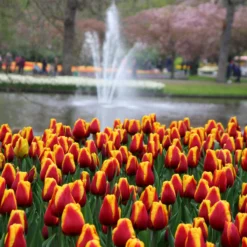 Tulip 'Dow Jones' -Cheap Ethereal Yard Store tulip dow jones 8