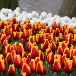 Tulip 'Dow Jones' -Cheap Ethereal Yard Store tulip dow jones 9