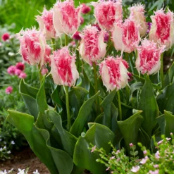Tulip 'Drakensteyn' -Cheap Ethereal Yard Store tulip drakensteyn 3