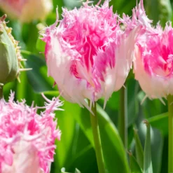 Tulip 'Drakensteyn' -Cheap Ethereal Yard Store tulip drakensteyn 4