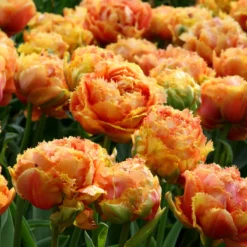 Tulip 'Sensual Touch' -Cheap Ethereal Yard Store tulip esprit 3