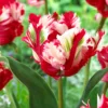 Tulip 'Estella Rijnveld'
