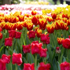 Tulip 'Fabio' -Cheap Ethereal Yard Store tulip fabio 1