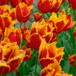 Tulip 'Fabio' -Cheap Ethereal Yard Store tulip fabio 4 scaled