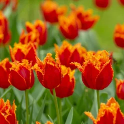 Tulip 'Fabio' -Cheap Ethereal Yard Store tulip fabio 6 scaled