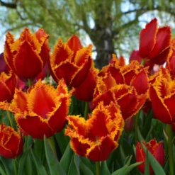 Tulip 'Fabio' -Cheap Ethereal Yard Store tulip fabio 8 scaled