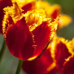 Tulip 'Fabio' -Cheap Ethereal Yard Store tulip fabio 9 scaled