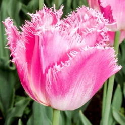 Tulip 'Fancy Frills' -Cheap Ethereal Yard Store tulip fancy frills 0