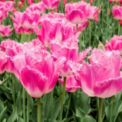 Tulip 'Fancy Frills' -Cheap Ethereal Yard Store tulip fancy frills 1 scaled