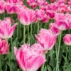 Tulip 'Fancy Frills'