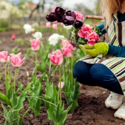 Tulip 'Fancy Frills' -Cheap Ethereal Yard Store tulip fancy frills 3 scaled