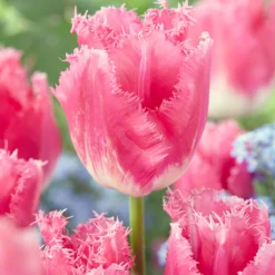 Tulip 'Fancy Frills' -Cheap Ethereal Yard Store tulip fancy frills 4