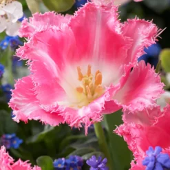Tulip 'Fancy Frills' -Cheap Ethereal Yard Store tulip fancy frills 5