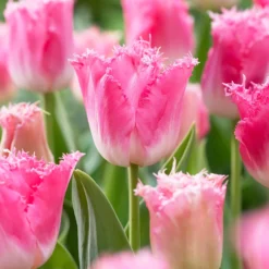 Tulip 'Fancy Frills' -Cheap Ethereal Yard Store tulip fancy frills 7