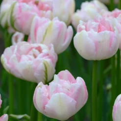 Tulip 'Finola' -Cheap Ethereal Yard Store tulip finola 1