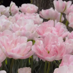 Tulip 'Finola' -Cheap Ethereal Yard Store tulip finola 3