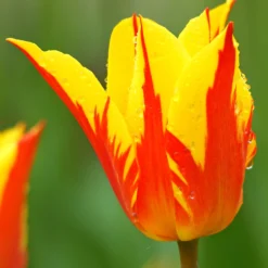 Tulip 'Fireworks'