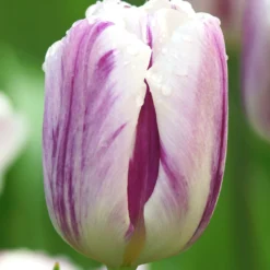 Tulip 'Flaming Flag'
