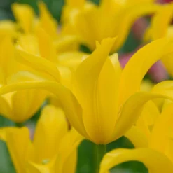 Tulip 'Flashback' -Cheap Ethereal Yard Store tulip flashback 3 scaled