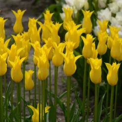 Tulip 'Flashback' -Cheap Ethereal Yard Store tulip flashback 4 scaled