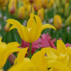 Tulip 'Flashback' -Cheap Ethereal Yard Store tulip flashback 5 scaled