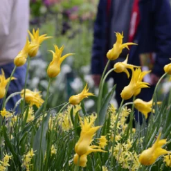 Tulip 'Flashback' -Cheap Ethereal Yard Store tulip flashback 7 scaled