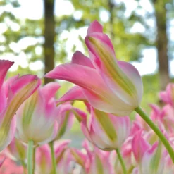 Tulip 'Florosa' -Cheap Ethereal Yard Store tulip florosa 2