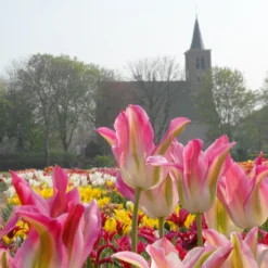 Tulip 'Florosa' -Cheap Ethereal Yard Store tulip florosa 3