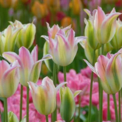 Tulip 'Florosa' -Cheap Ethereal Yard Store tulip florosa 4