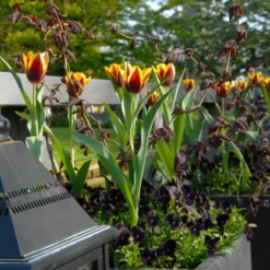Tulip 'Gavota' -Cheap Ethereal Yard Store tulip gavota 2