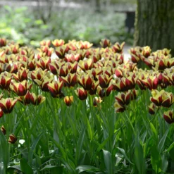 Tulip 'Gavota' -Cheap Ethereal Yard Store tulip gavota 3