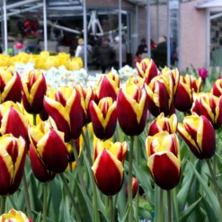 Tulip 'Gavota' -Cheap Ethereal Yard Store tulip gavota 3 d25c938e eecb 4273 ba69 50396337b4ff