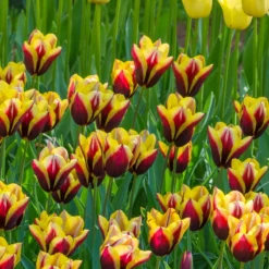 Tulip 'Gavota' -Cheap Ethereal Yard Store tulip gavota 4