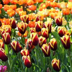 Tulip 'Gavota' -Cheap Ethereal Yard Store tulip gavota 4 d98fdcb9 134b 40eb b73f 59314f00630f