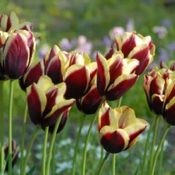 Tulip 'Gavota' -Cheap Ethereal Yard Store tulip gavota 5